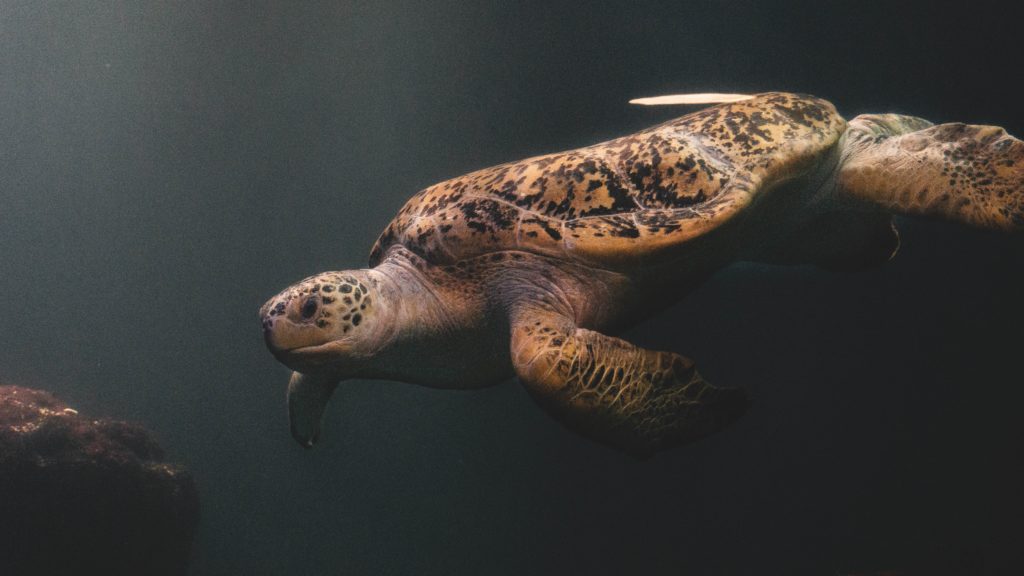 brown and black turtle in water