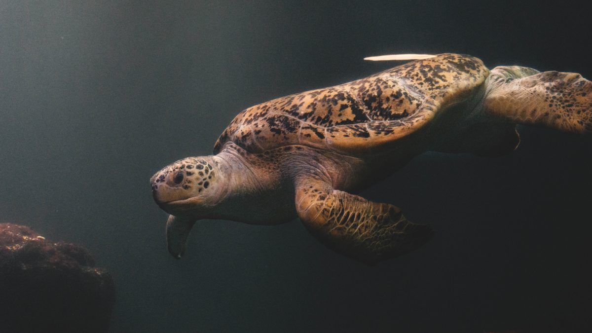 brown and black turtle in water
