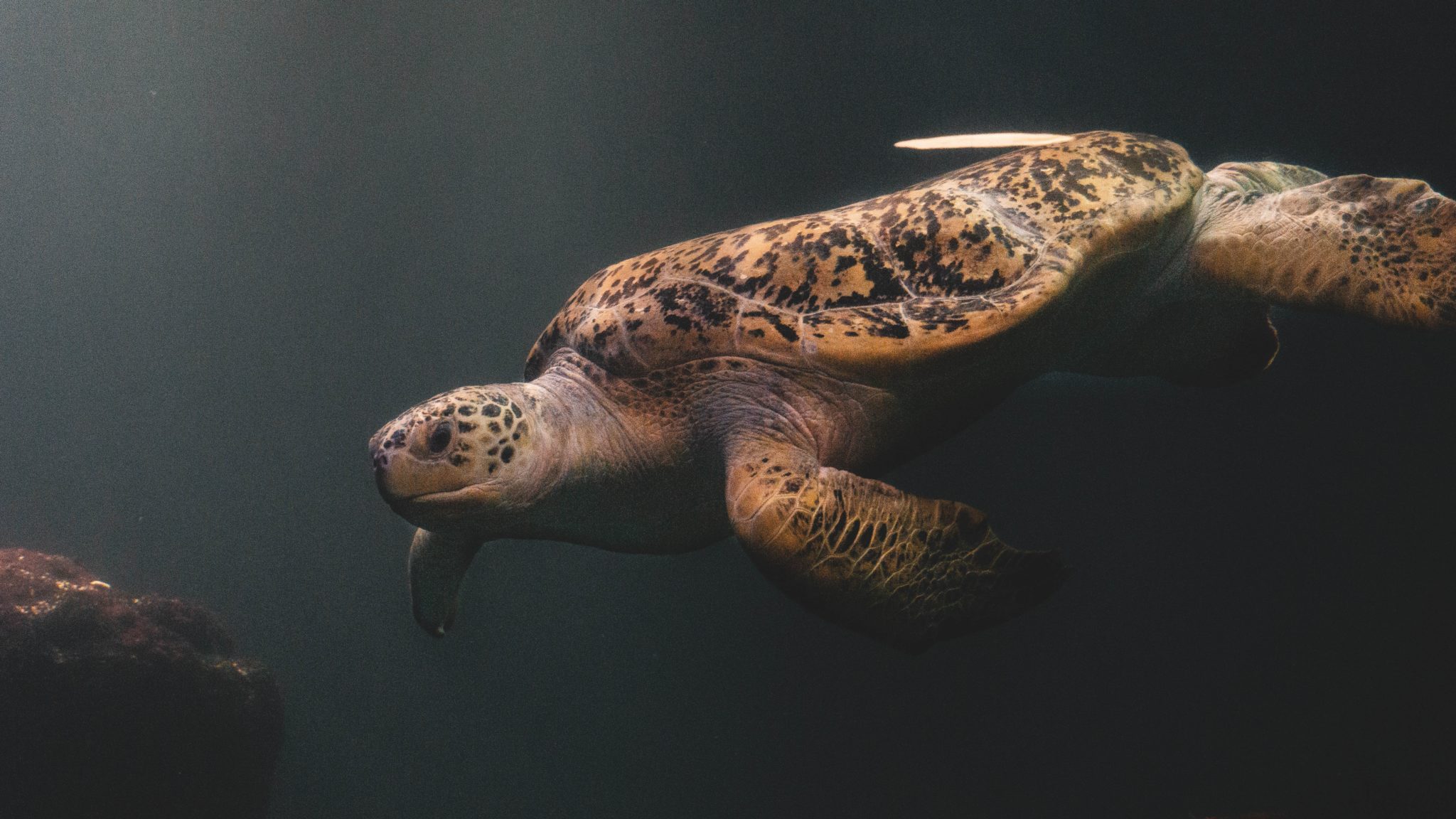 brown and black turtle in water